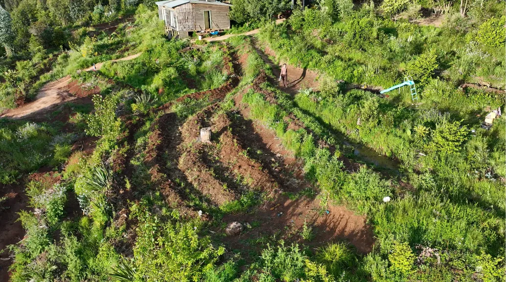 Accesos multifuncionales que actúan como canales de desviación de agua, integrados con camellones agroforestales