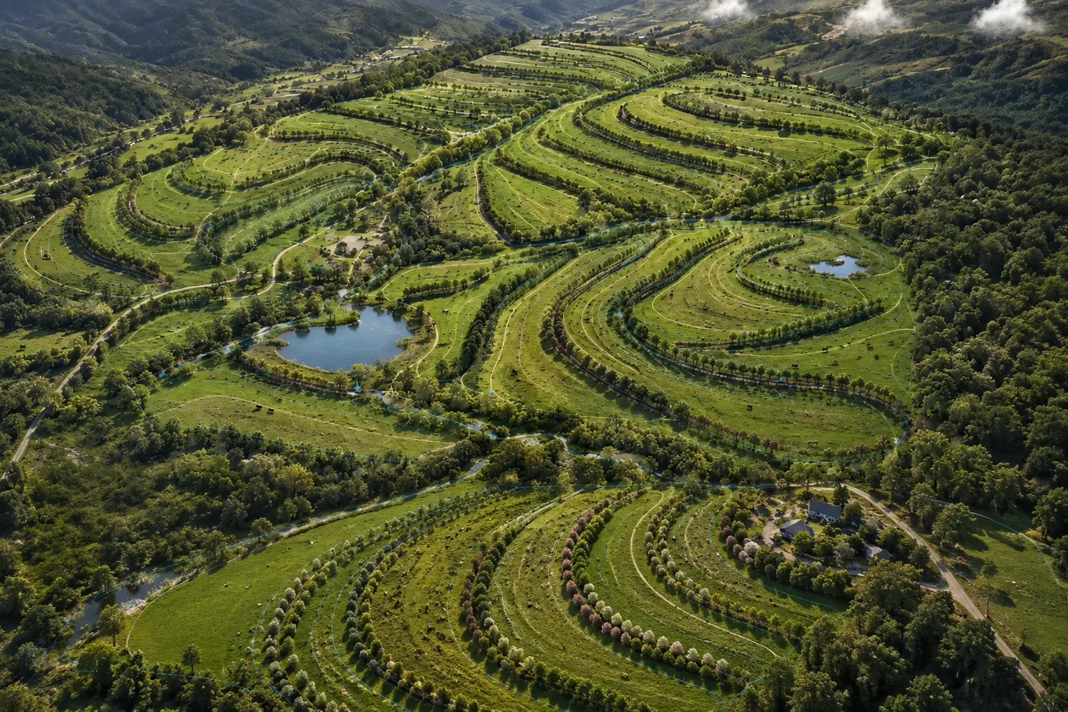 Sistema agroforestal diverso establecido en curvas de nivel